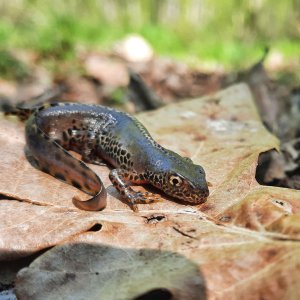 Alpesi gőte